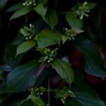 Combretum indicum Flower