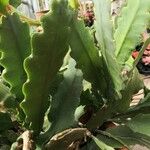 Disocactus phyllanthoides Blatt