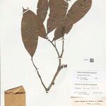 Unonopsis duckei Leaf