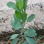 Porophyllum ruderale Leaf