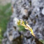 Arabis collina Blüte