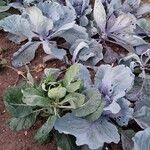 Brassica oleraceaΛουλούδι