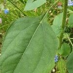 Helianthus petiolaris Leaf