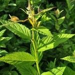 Ceanothus americanus Leaf