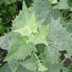 Atriplex sagittata Foglia