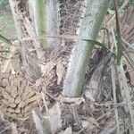 Elaeis guineensis Bark