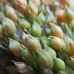 Panicum miliaceum Flor