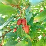 Elaeagnus multiflora Ffrwyth