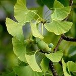 Ginkgo biloba Liść