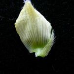 Crotalaria albida Fruit