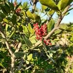 Pistacia lentiscus Fruchs