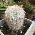 Oreocereus trollii Yeri