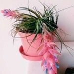 Tillandsia stricta 花