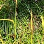 Scirpus atrovirens Lapas