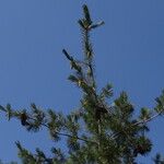 Pinus monticola পাতা