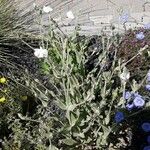 Silene coronaria Habit