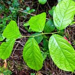 Combretum indicum Folha
