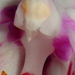 Phalaenopsis × singuliflora 其他