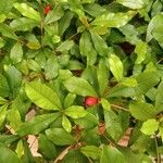 Synsepalum dulcificum Fruit