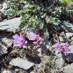 Oxytropis jacquinii ফুল