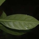 Carapichea guianensis