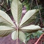 Vitex ferruginea Leaf