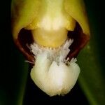 Clematepistephium smilacifolium Blomma