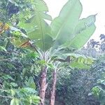 Musa balbisiana ശീലം