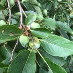 Diospyros virginiana 果