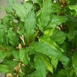 Mitriostigma axillare Folha