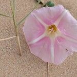 Calystegia soldanella Flower
