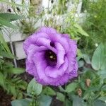 Eustoma exaltatum Cvet