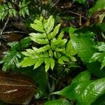 Adiantum petiolatum 葉