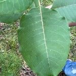 Asclepias variegata Лист