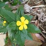 Turnera ulmifolia Leaf