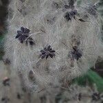 Clematis vitalbaFlower