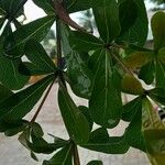 Terminalia mantaly Leaf