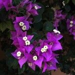 Bougainvillea spectabilis Blüte