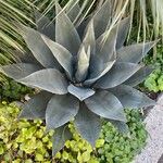 Agave havardiana Ліст