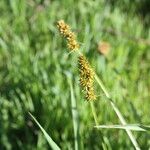 Carex otrubae Floare