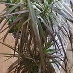 Dracaena reflexa叶