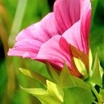 Malope trifida Blomst