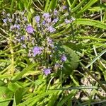 Limonium carolinianum 花