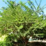 Commiphora leptophloeos Habitat