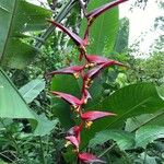 Heliconia collinsiana 花