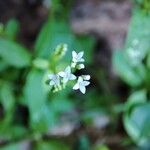 Asperula laevigata