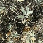 Helichrysum obconicum Hoja