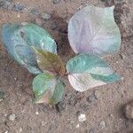 Acalypha wilkesiana Hoja