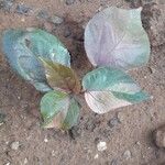 Acalypha wilkesiana Leaf