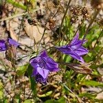 Triteleia laxaപുഷ്പം